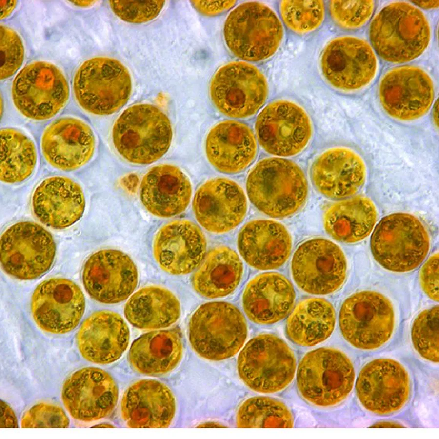 Golden-brown Symbiodiniaceae algal cells under a light microscope