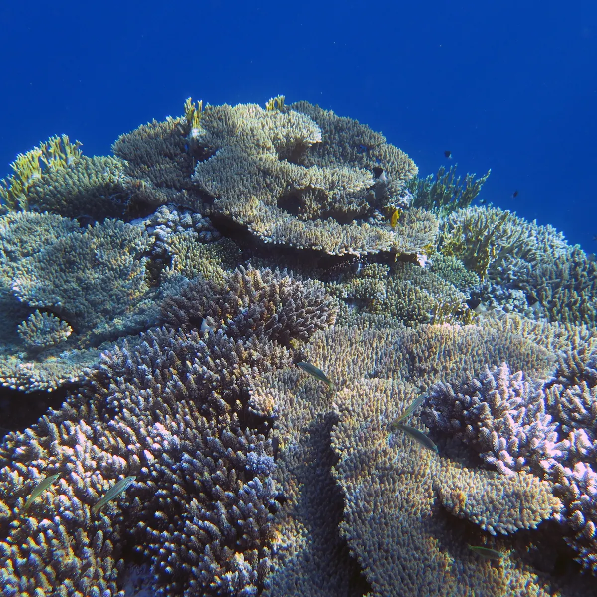 A reef crest of plate and branching corals under clear blue water